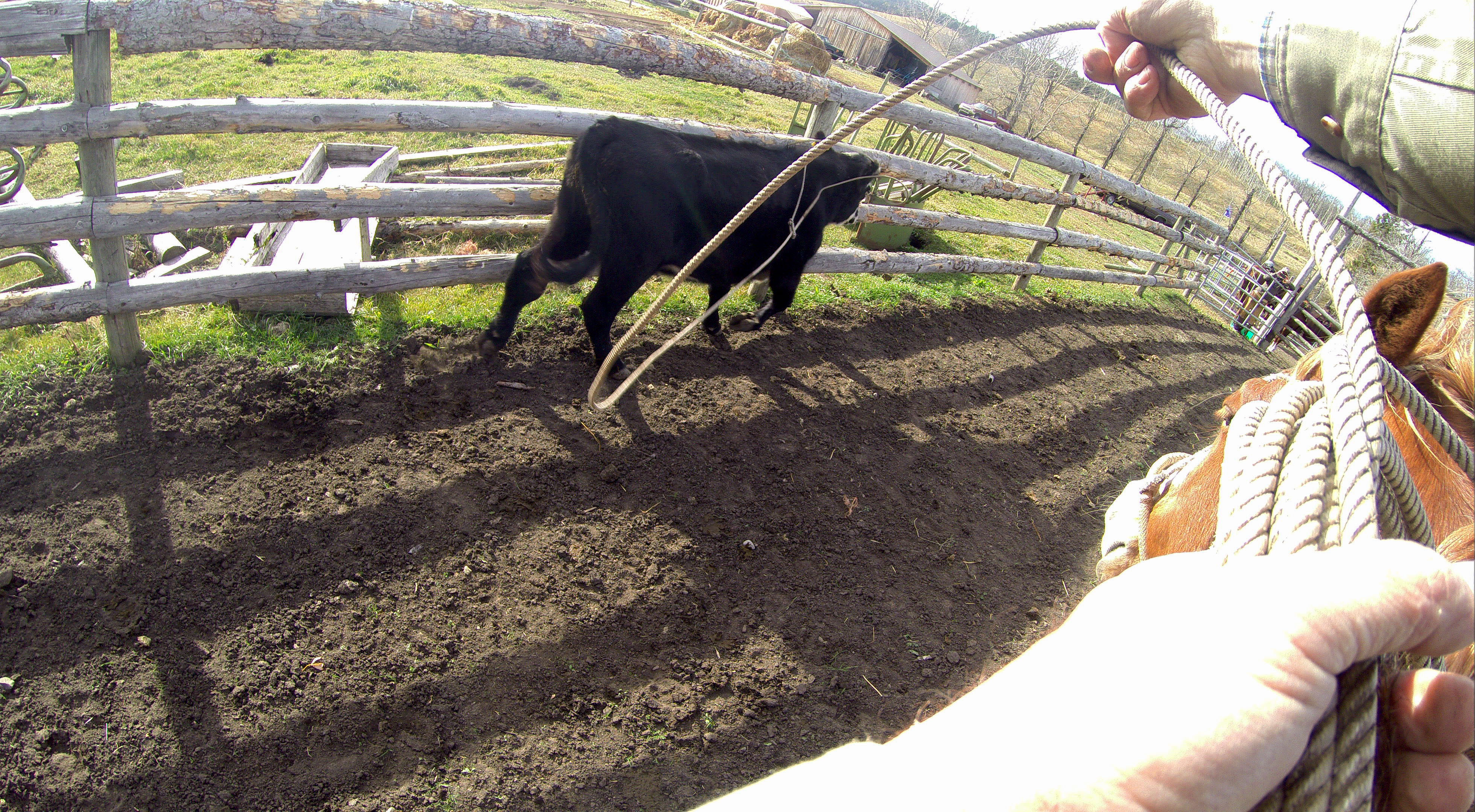 Quill Ranch | Ranch Roping | Alberta, Canada