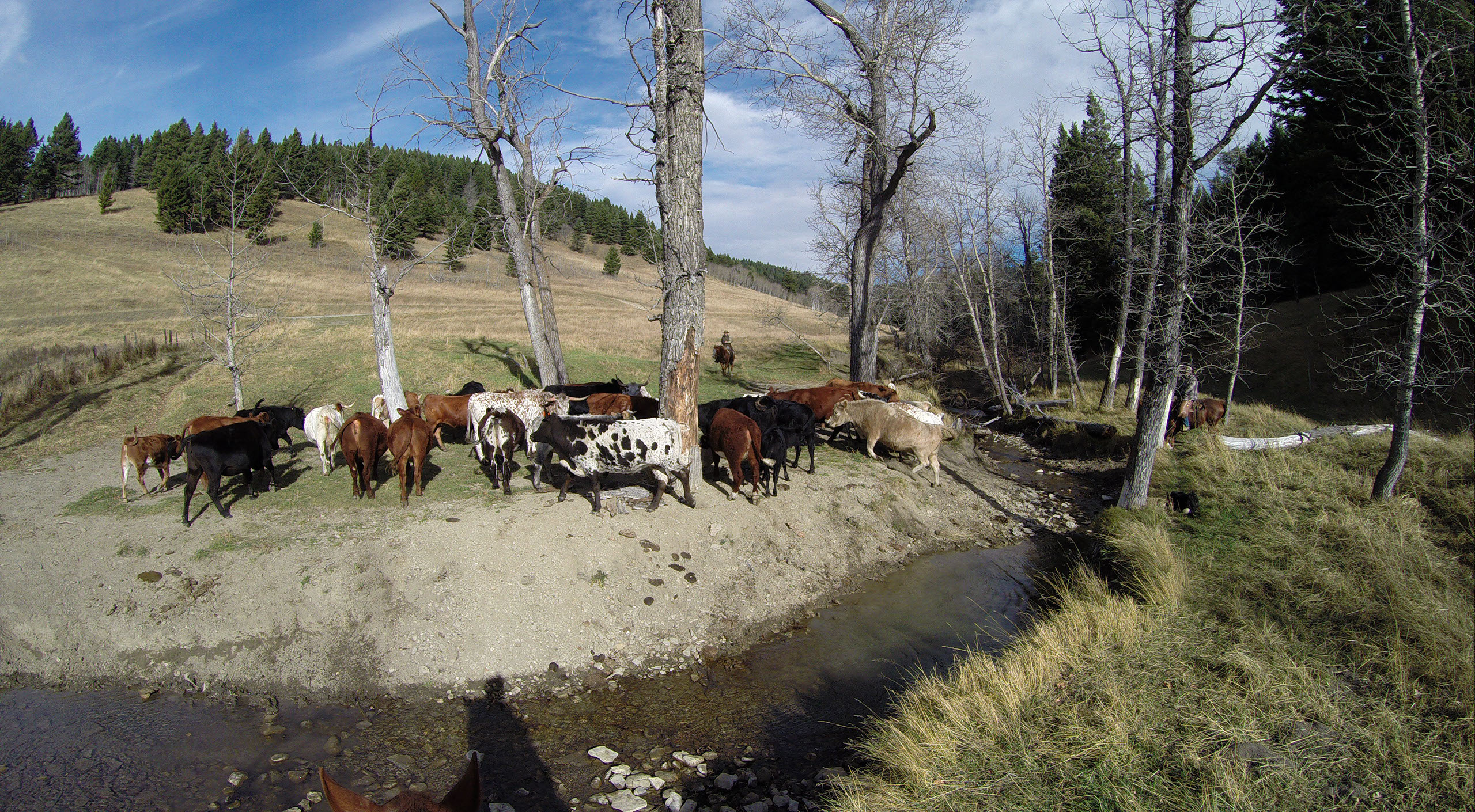 Quill Ranch | Ranch Roping | Alberta, Canada