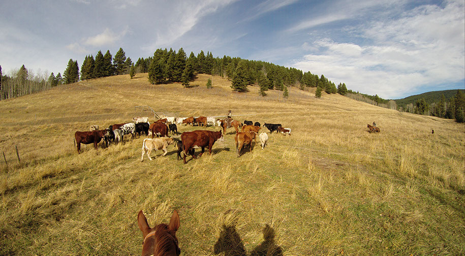 Quill Ranch | Ranch Roping | Alberta, Canada