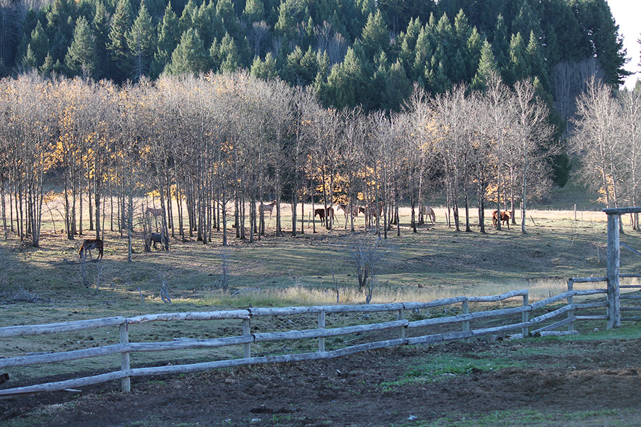 Quill Ranch | Ranch Roping | Alberta, Canada
