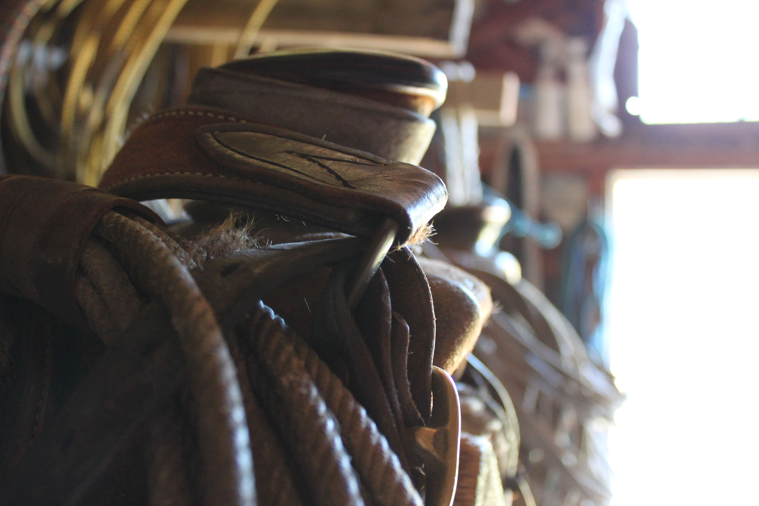 Quill Ranch | Ranch Roping | Alberta, Canada