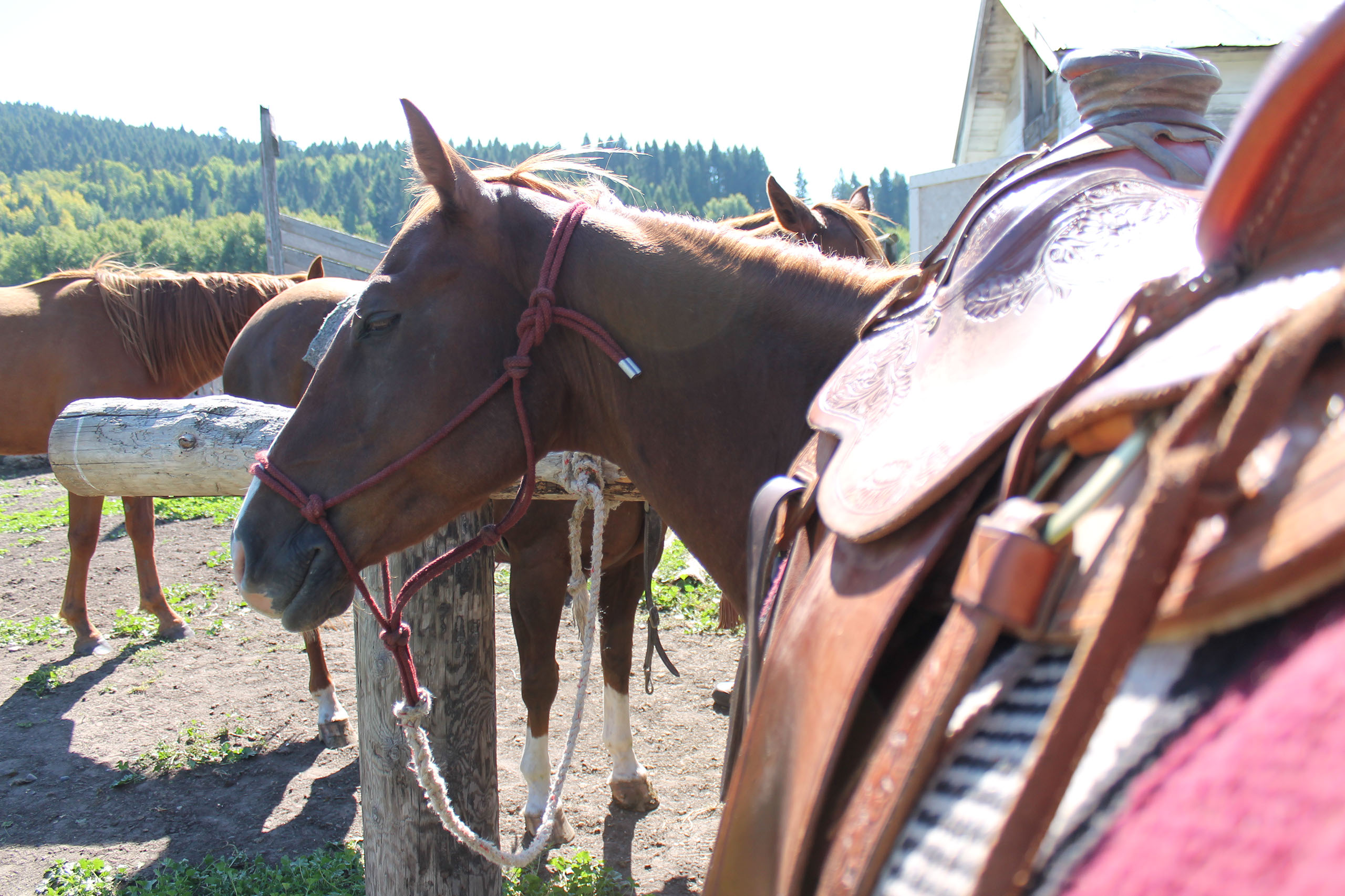 Quill Ranch | Ranch Roping | Alberta, Canada