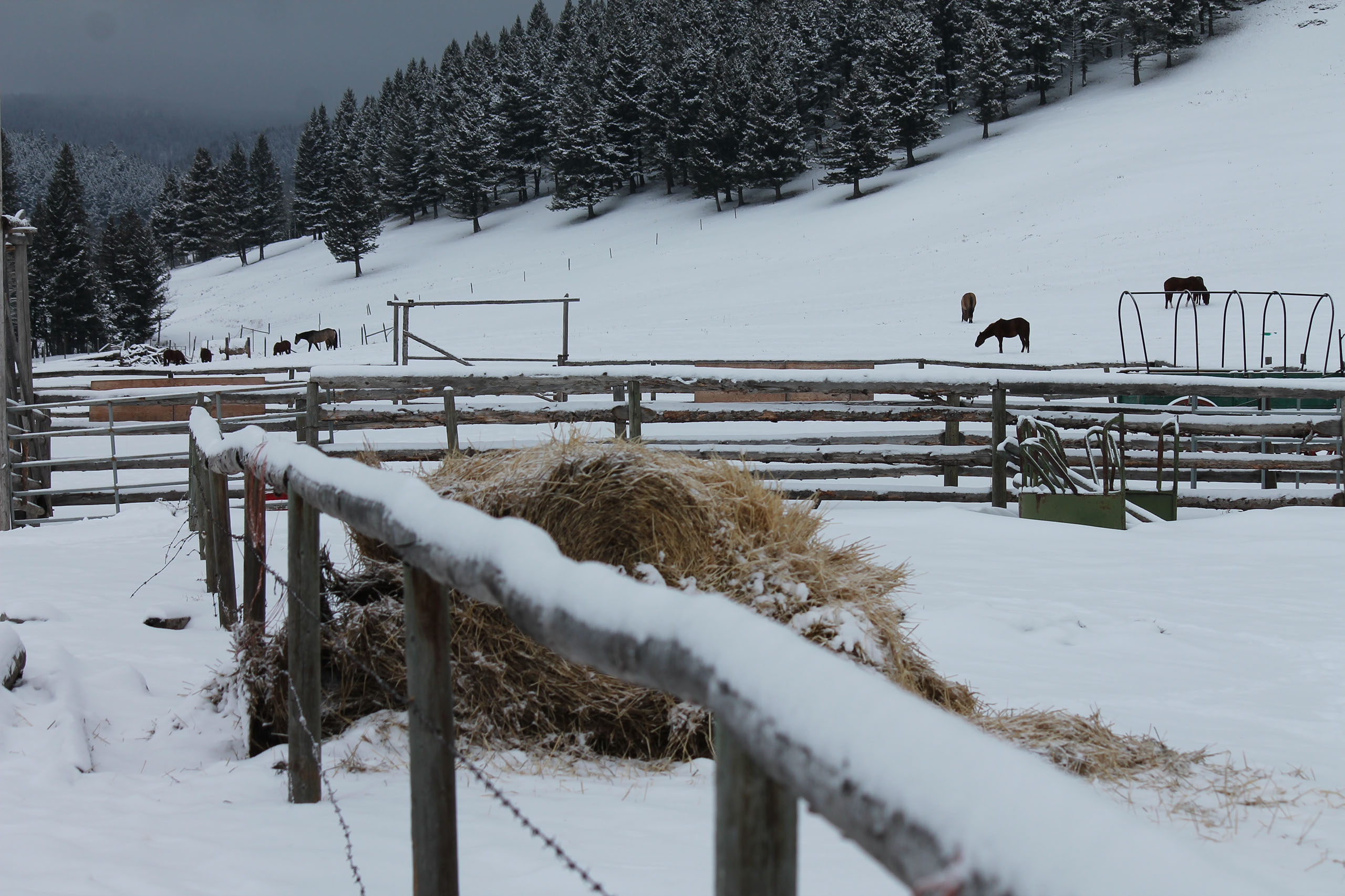 Quill Ranch | Ranch Roping | Alberta, Canada