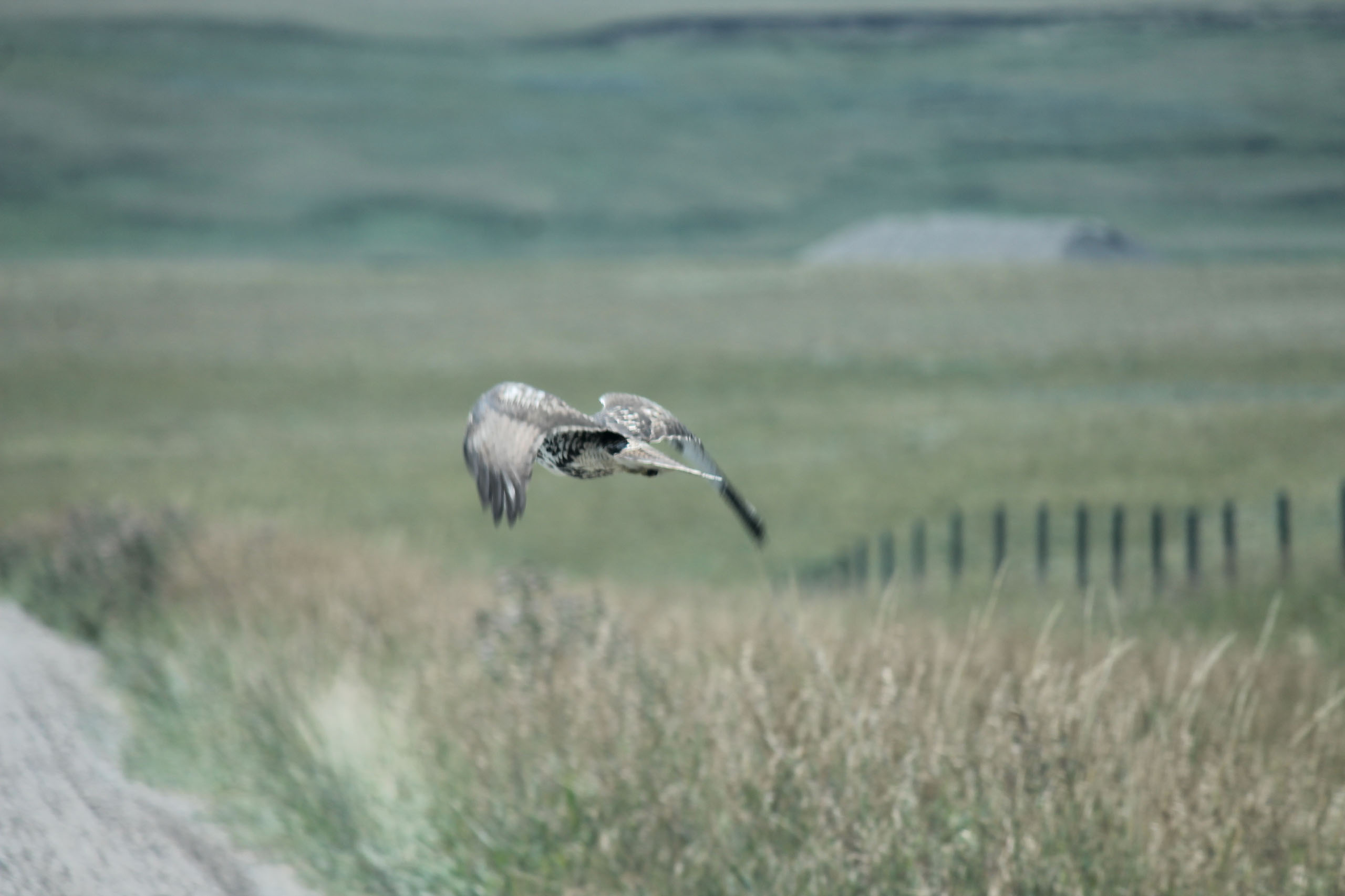 Quill Ranch | Ranch Roping | Alberta, Canada