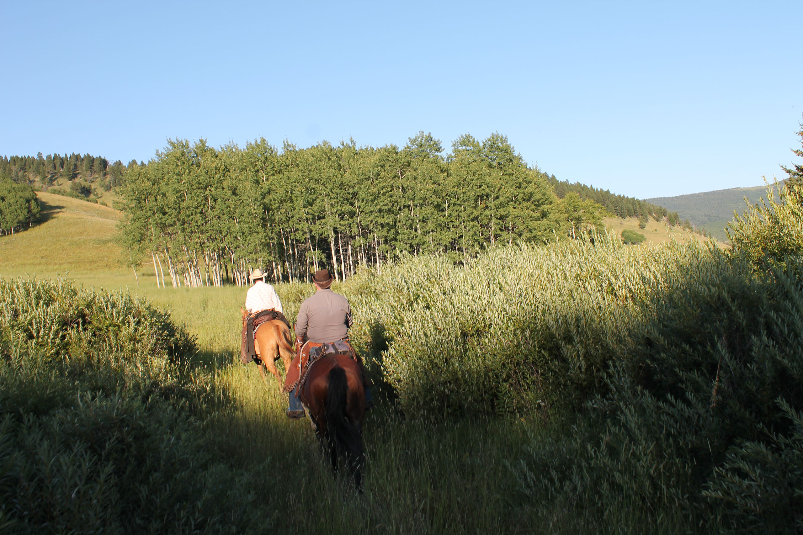 Quill Ranch | Ranch Roping | Alberta, Canada