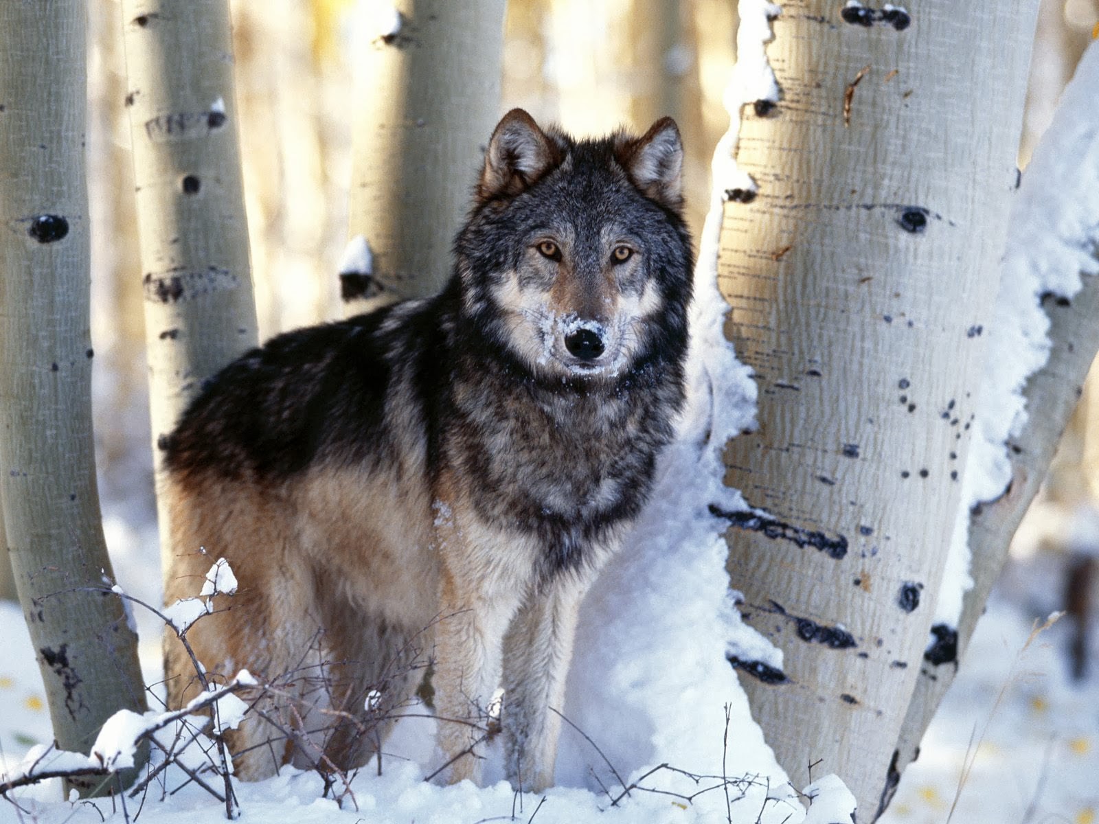 Quill Ranch | Wolf Program | Alberta, Canada